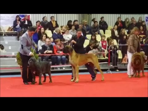 Vidéo: Chiens D'exposition - Nous Grandissons Pour La Victoire