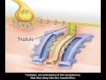 Excitation Contraction Coupling