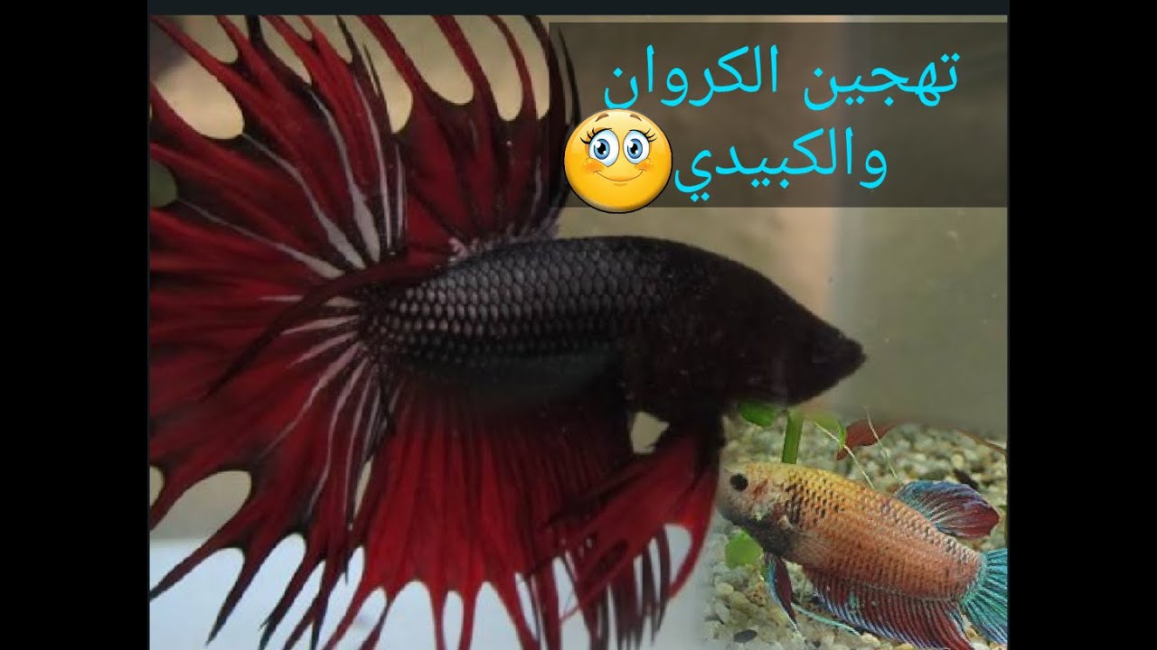 تهجين سمك الفايتر الكروان الازرق مع الكبيدي  المعتدل