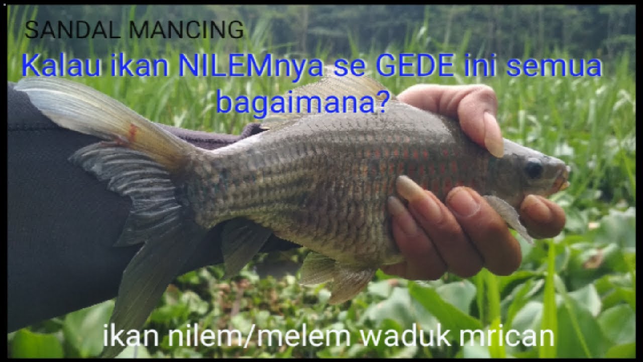 STREKKK Ikan nilem babon||Cara Mancing Ikan Nilem @SANDAL MANCING