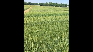 2020 Winter Wheat Weed Management, Video for the 2020 Winter Wheat Field Day