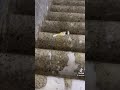 ペットボトルでも簡単に壊れるんだ😨😨 #階段から瓶落とす#TikTok#ショート