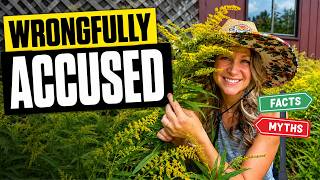 Goldenrod & Allergies: The Truth About This Misunderstood Keystone Plant (3 Myths Busted)