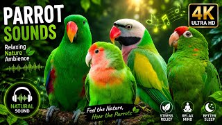 Relaxing Parrot Sounds in Nature 🦜🌿 | Peaceful Jungle Bird Ambience for Sleep & Meditation | 4K