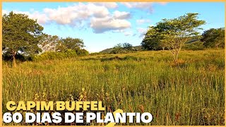 MEU PASTO ESTÁ QUASE PRONTO!! 60 DIAS DE PLANTIO DO CAPIM BUFFEL