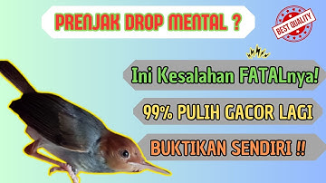 💥Cara Mengembalikan Mental Prenjak Drop Setelah Kalah Tarung – LANGSUNG NGEFIGHT!