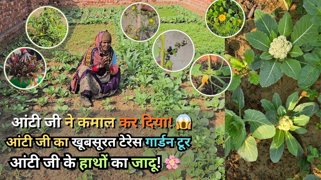आंटी जी ने घर की छत को बना दिया स्वर्ग! 🌿 Terrace Garden Tour | आंटी जी का स्वर्ग जैसा बगीचा ✨