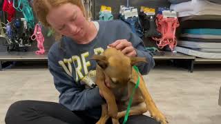 Meet Ned A Terrier Currently Available For Adoption 1142023 72539 Pm