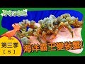 【好好玩自然】海洋霸王變裝蟹！海百合 棘刺龍蝦｜第5集_第三季｜墾丁｜柳丁哥哥 阿…