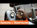 Приколы с животными / Смешные животные / Новые приколы 2020 / Эти милые животные /Видео про животных