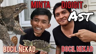 Bocil Nekad Minta Digigit Kura-kura Aligator! How strong is the bite of an aligator snapping turtle?