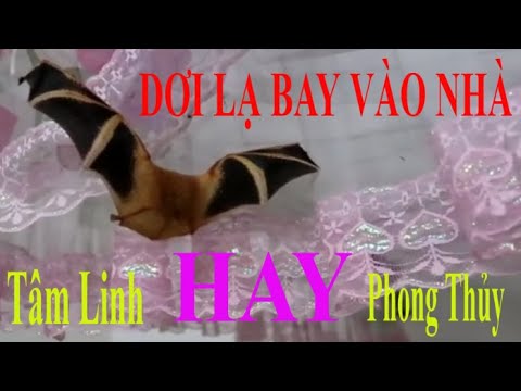 Video CON DƠI BAY VÀO NHÀ TỐT HAY XẤU TÂM LINH HAY PHONG THỦY - youtube