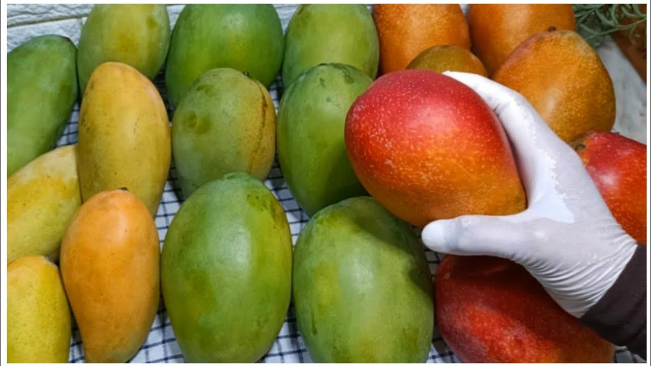 أفضل أنواع المانجو للتخزين‼️وأسهل الطرق لحفظ المانجه وتخزينها ‼️