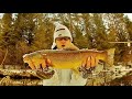 Brown trout hunting in winter in estonia