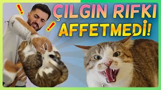 HIRÇIN KEDİ RIFKI SALDIRDI! - Tutamadık🤕 ( Sinirli kedi Rıfkı yerinde durmadı )