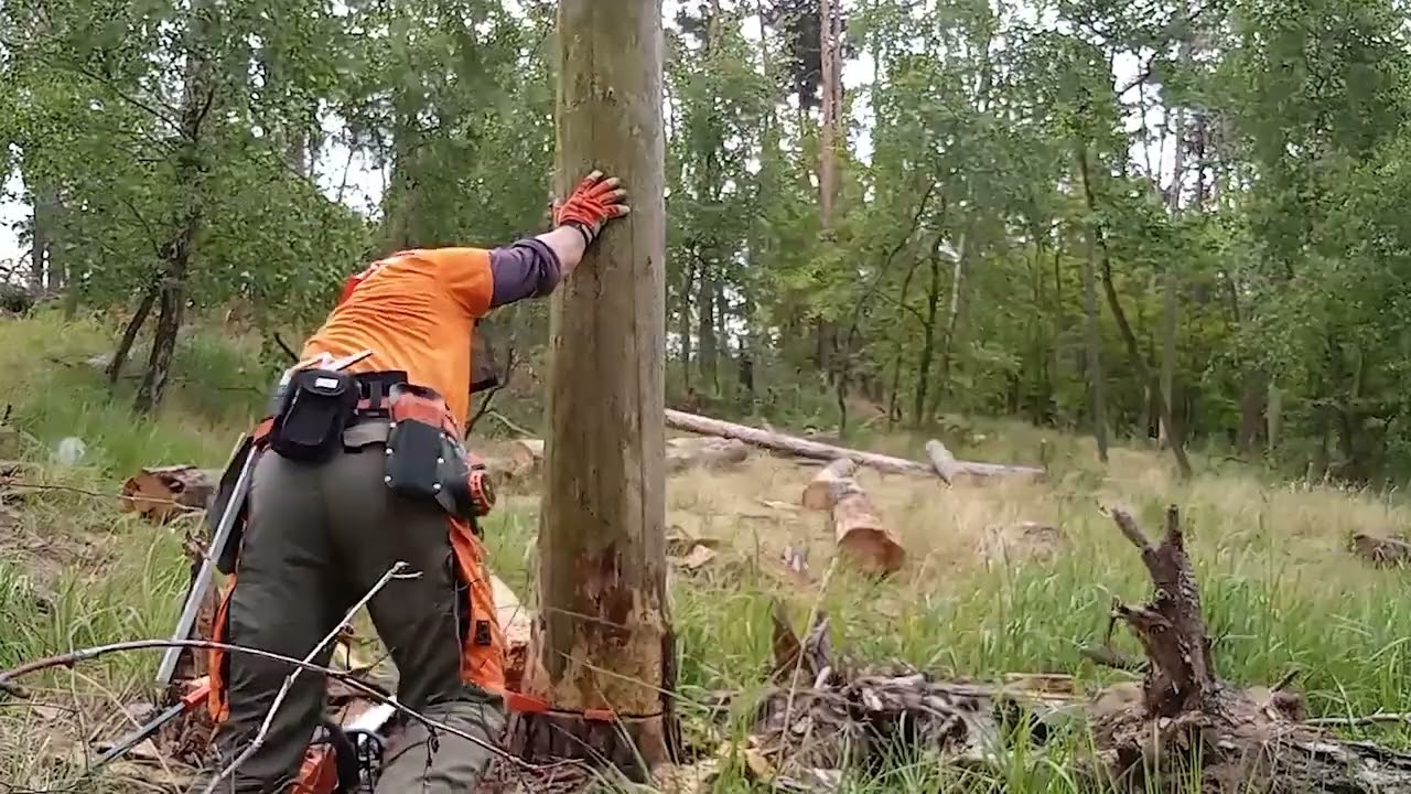 Kácení STIHL MS261