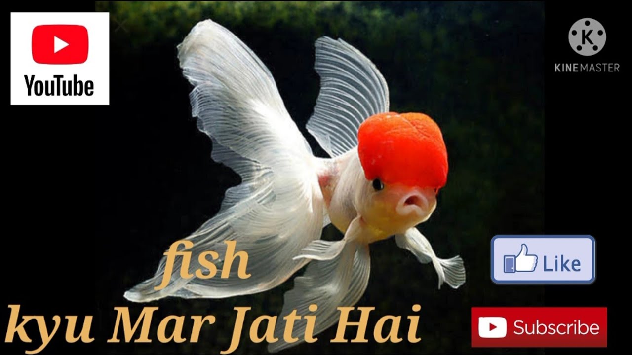 aquarium fish kyu mar jati hai YouTube