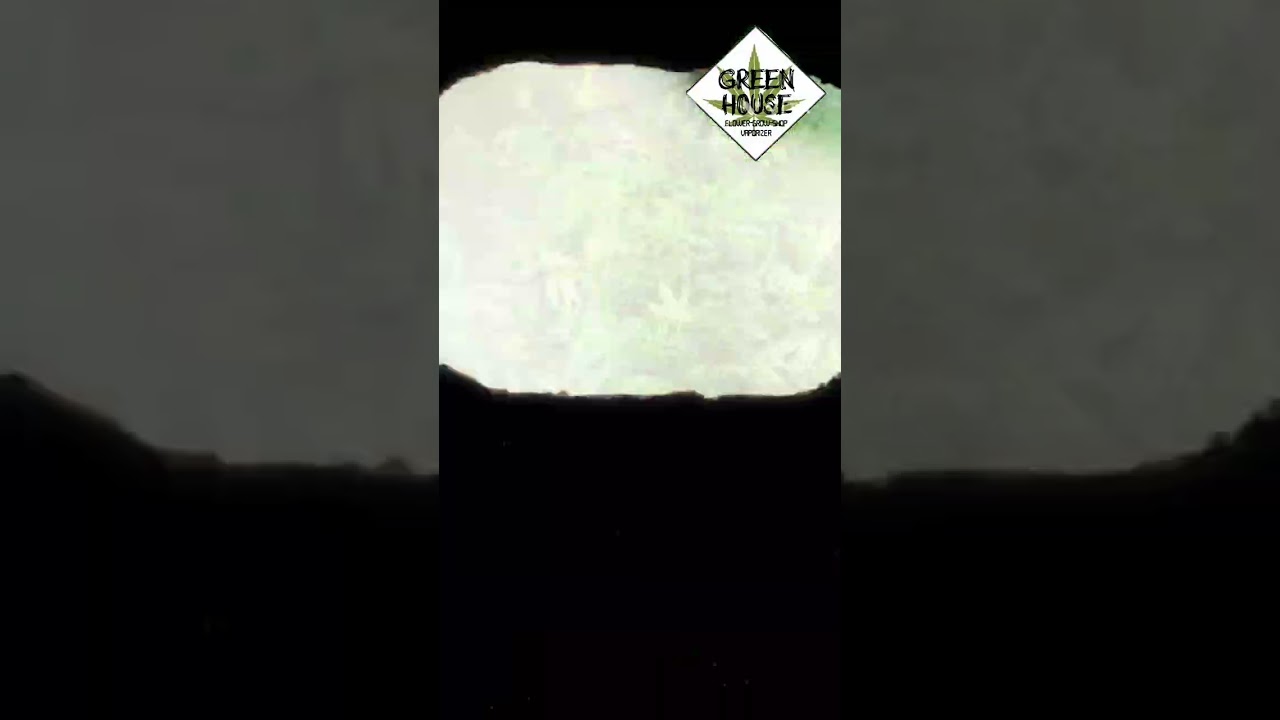 seguimiento en vegetacion a un scrog desde el inicio lst y pida fim 