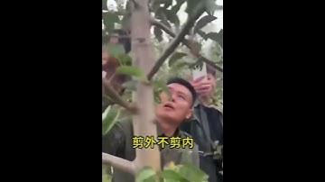 修剪果树，只要你记住这四句话，你也会成为专家