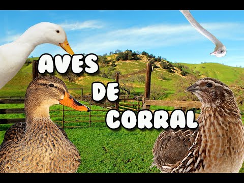 Video: ¿Qué significa la palabra aves de corral?