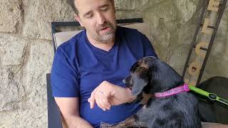 Meet Polly Dachshund Mix (ADOPTED)