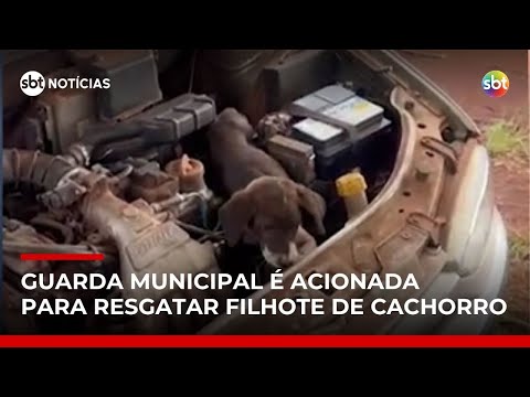 Video cachorro-e-encontrado-preso-dentro-de-motor-de-carro-no-parana-sbt-noticias