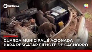 Video cachorro-e-encontrado-preso-dentro-de-motor-de-carro-no-parana-sbt-noticias