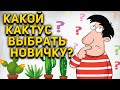 Cacti For Beginners Are The Simplest And Most Beautiful Types Cacti For Beginners Are The Simplest And Most Beautiful Types