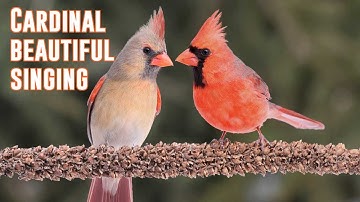 🐦Cardinal beautiful singing for 1 hour 🔊 🐦
