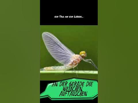 Die Eintagsfliege.. - YouTube