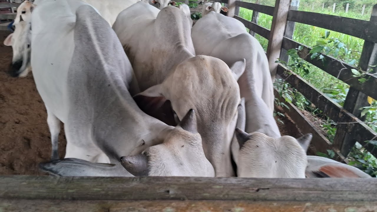 Olha só os garrotes como  estão lindos 