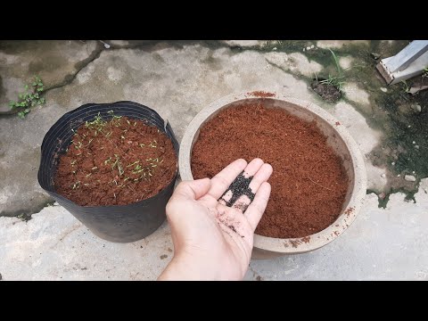 Video Hướng Dẫn Trồng Hoa Mào Gà Búa Tết 2023 | Gieo Hạt |... - youtube