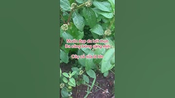 Công dụng của cây cỏ sữa #caythuocquanhta #baithuocdangian #caycosua #depda #mun #trangda