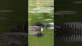 CUTE Baby Loon Enjoys Piggyback Ride #shorts #shortsvideo