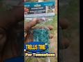 Trellis Tomatoes using Garden Twine #trendingshorts