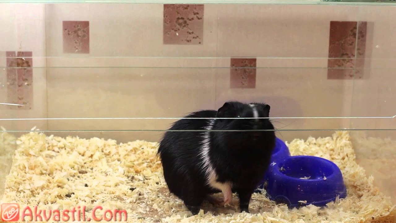 Морская свинка черная. Домашние питомцы. Грызуны. - YouTube