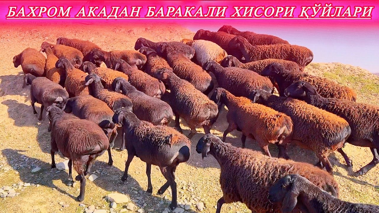 БАХРОМ АКА ҚЎРАСИДАН ЯХШИ ҚЎЙЛАР ТЎДАСИДАН