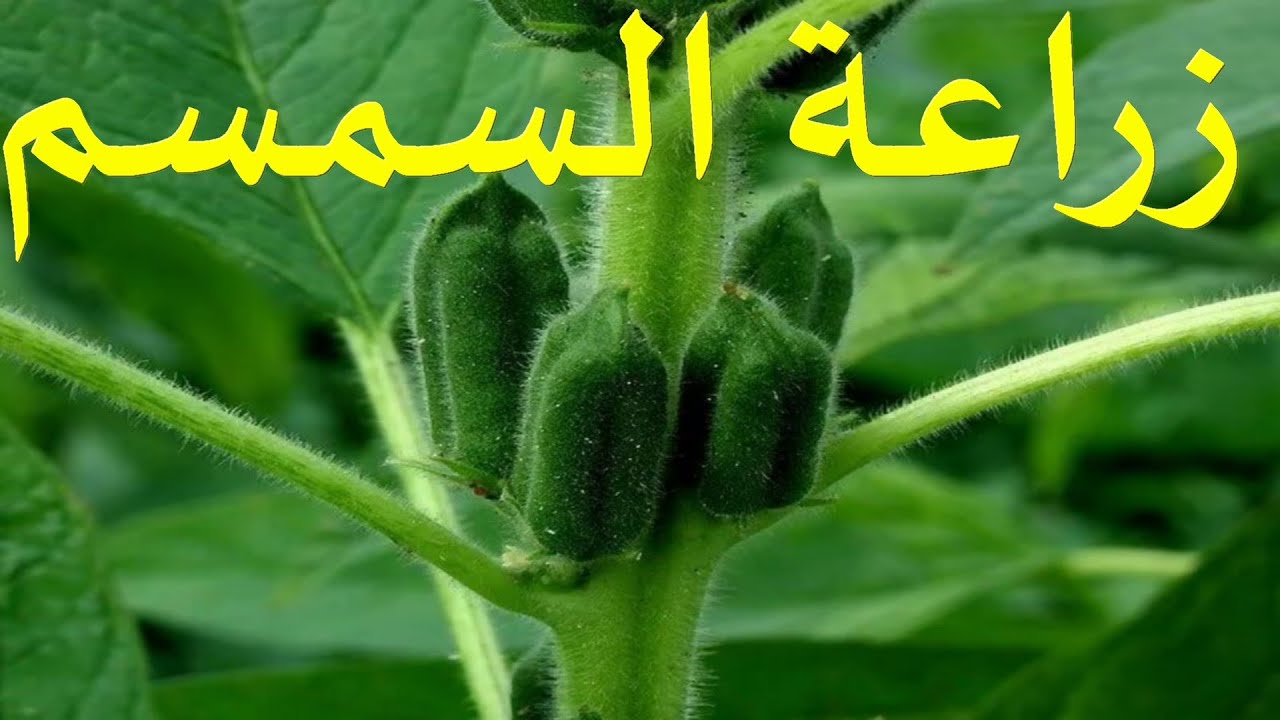 زراعة السمسم  في المنزل sesame