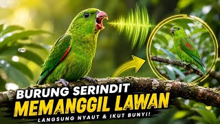 Burung Serindit Memanggil Lawan 🦜 Suara Gacor Paling Ampuh | Serindit Langsung Nyaut !