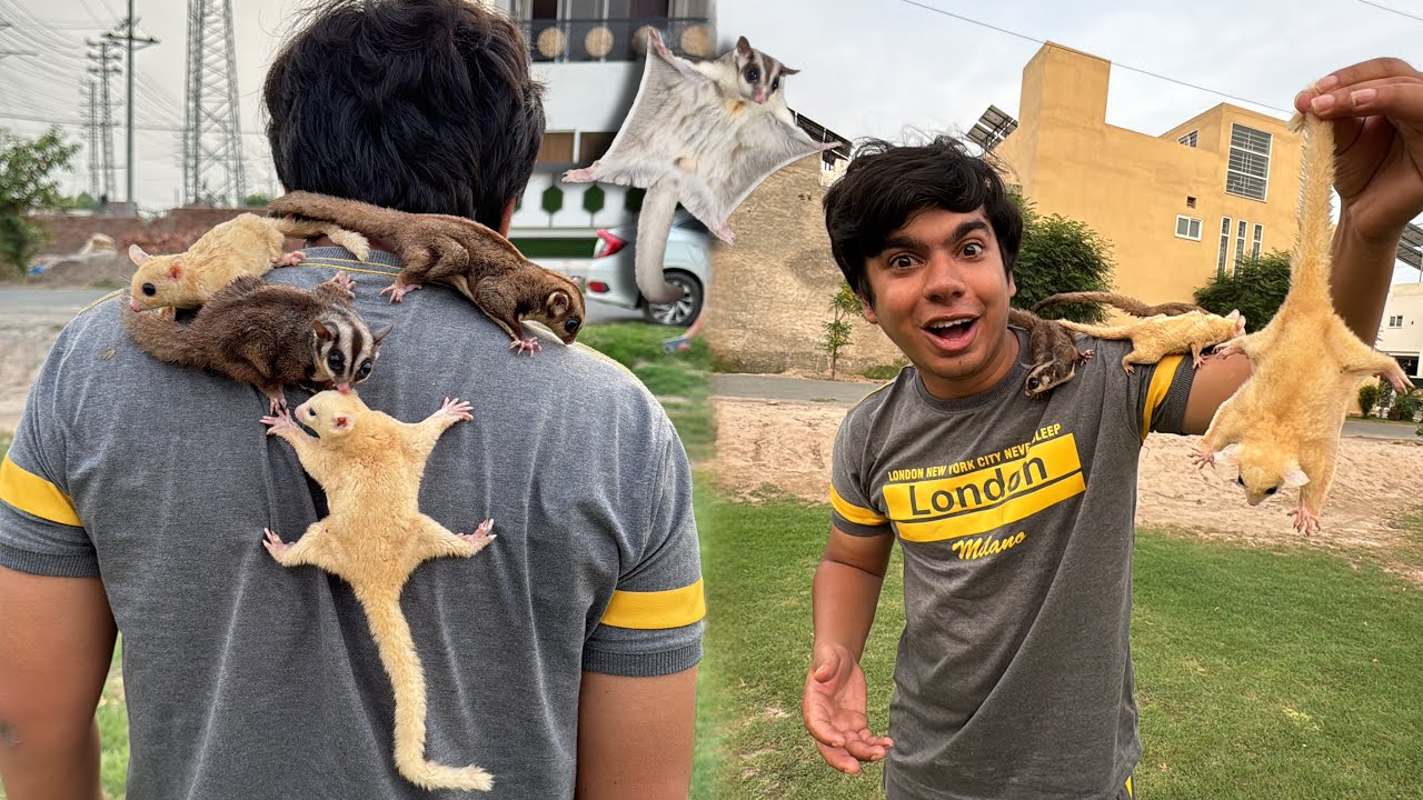 Flying Suger Glider Agea 😱 Surprise 😍