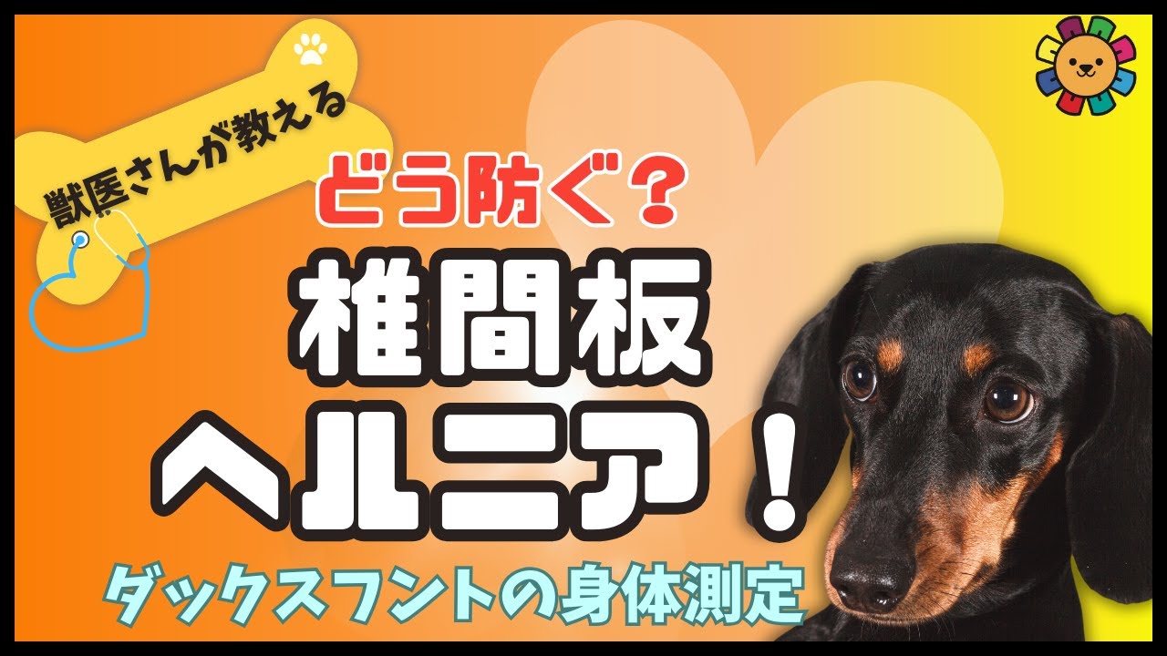 ダックスフンドの身体検査〜椎間板ヘルニアの予防には何が必要？〜