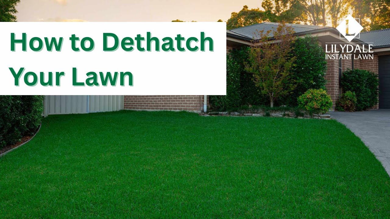 How To Dethatch Your Lawn The Right Way - YouTube