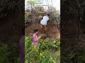 Nag Baha Naman Pod Ni Baha Funnyreels Trendingreels Funny Funnujokes Comedy Comedyjoke Humor 