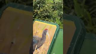 Part 2- jungle safari and zoo visit at Statue of Unity