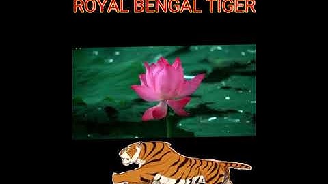 MLZS JHANSI CLASS 3 General Knowledge Unit 1 My Country Lecture 1