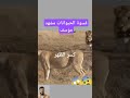أسد يكسر ظهر لبوة بكل وحشية حيوانات برية الحياة البرية الحيوانات المفترسة الحيوانات غرائب الطبيعة