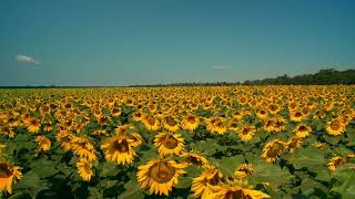Gigantic field of sunflowers on a sunny day