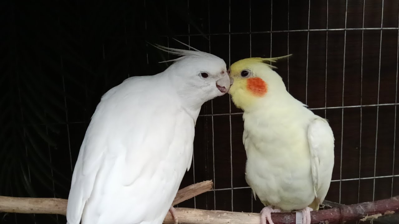 Cockatiel romance 💓
