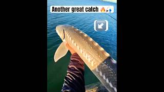 Sturgeon fishing at Antioch California #fishing #pesca #sturgeonfishing