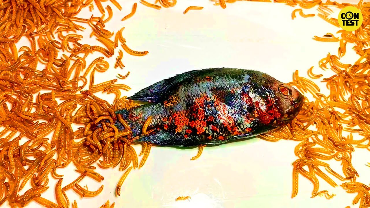 Fish Vs Mealworms by/10000 superworm vs small fish time lapse